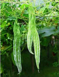 Traditionelle serpentgourd samen für home gardens