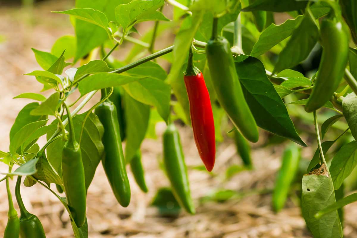 Traditionelle serrano pepper samen für aussaat