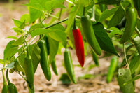 Traditionelle serrano pepper samen für aussaat