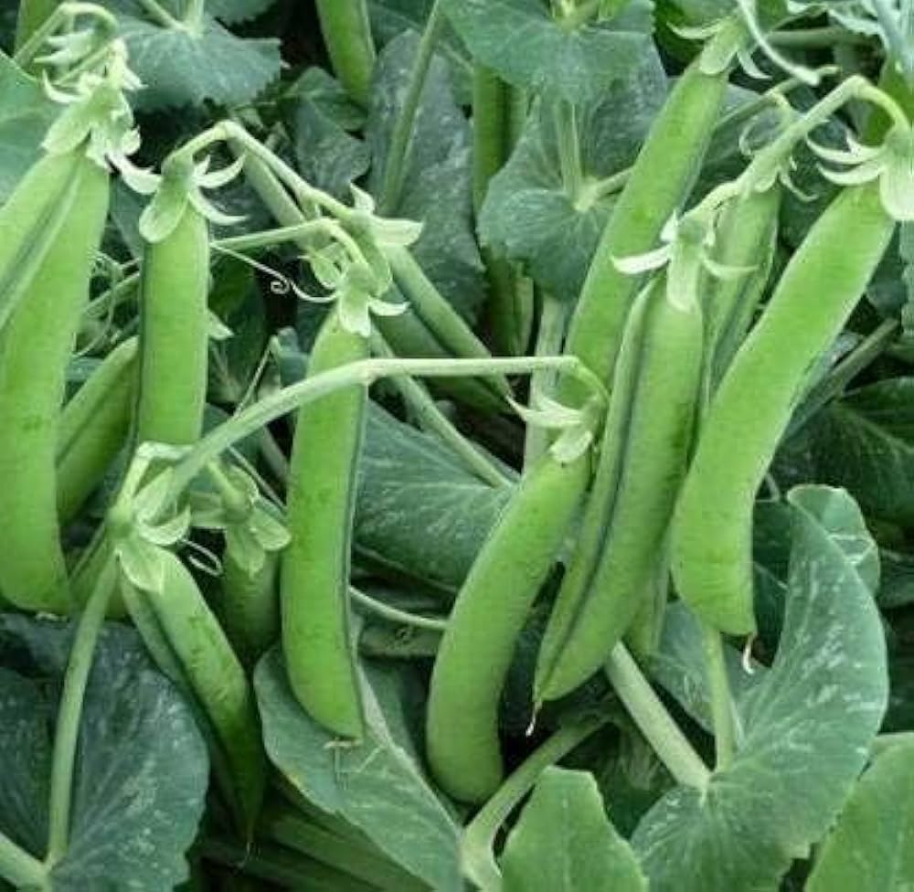 Traditionelle snap pea samen für einfachen aussaat