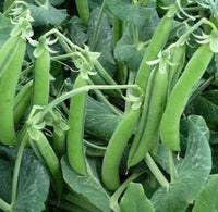 Traditionelle snap pea samen für einfachen aussaat