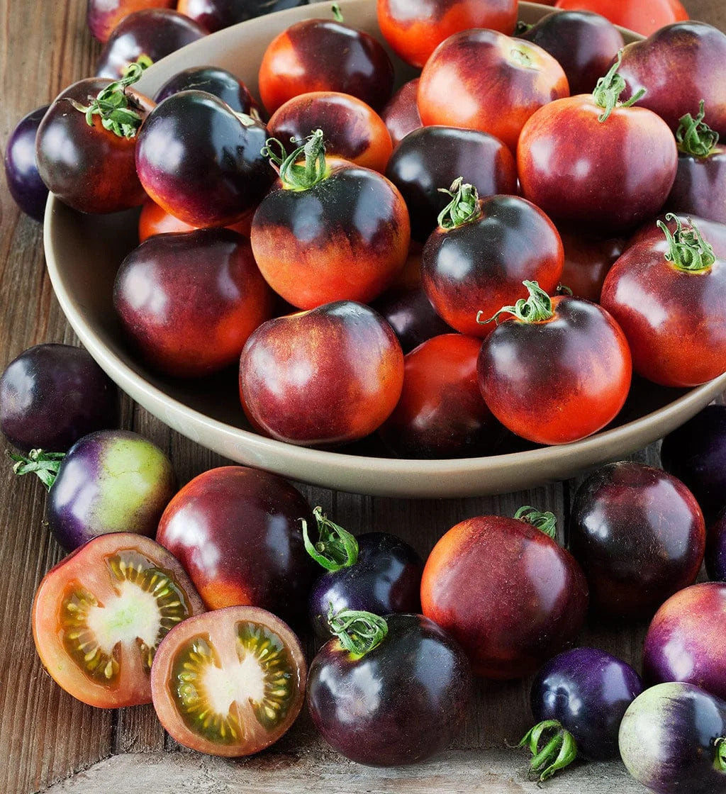 Traditionelle tomato samen für home gardening