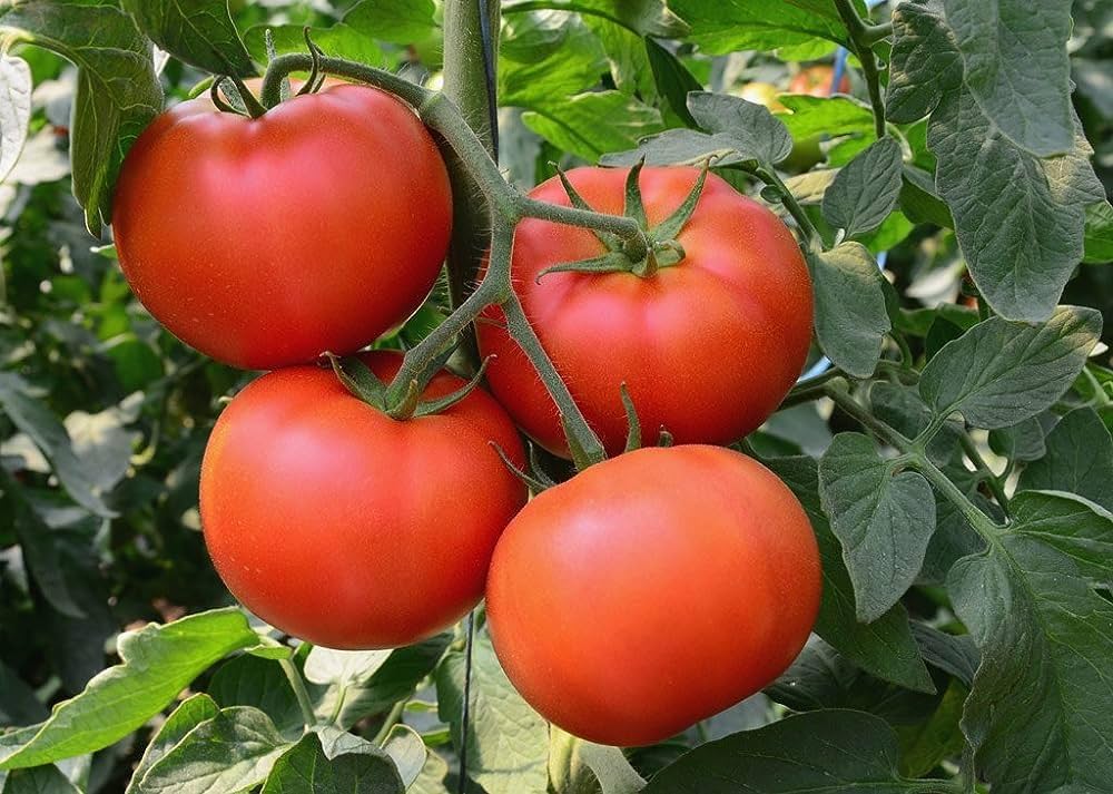 Vecchio wyandotte tomatoes wachsend on pflanze