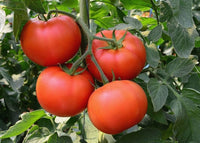 Vecchio wyandotte tomatoes wachsend on pflanze