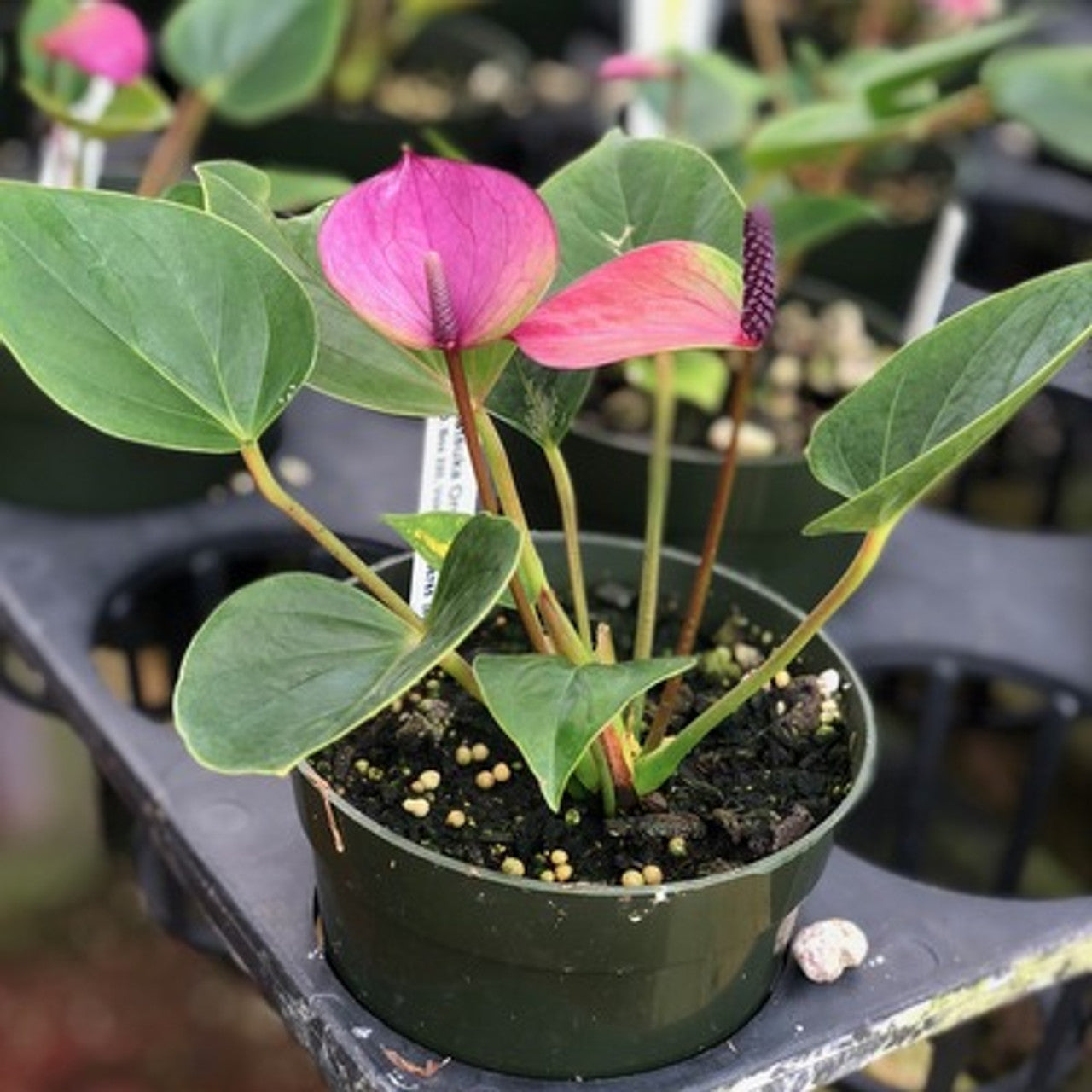 Heirloom violet anthurium samen for elegant garten displays