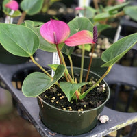 Heirloom violet anthurium samen for elegant garten displays