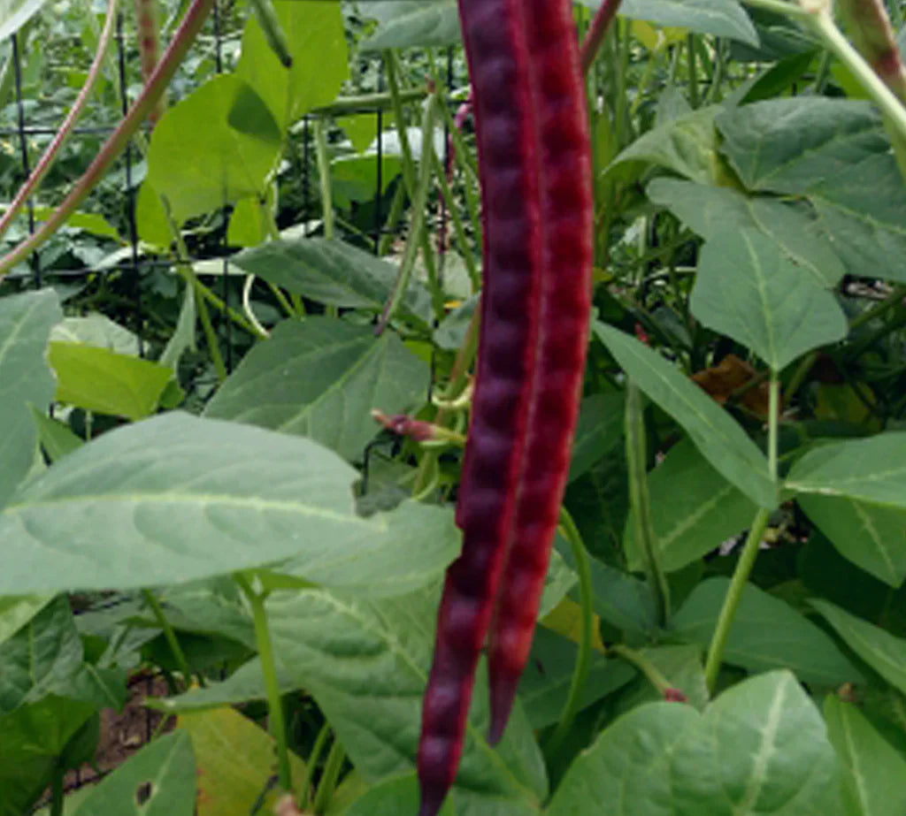 Traditionelle violette bean samen für gardeners
