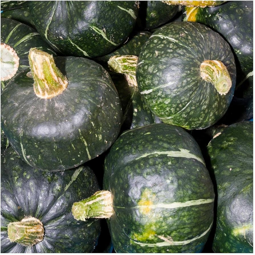 Traditionelle winter squash samen für home gardens