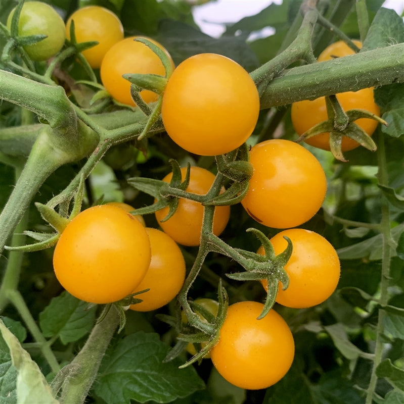 Süße traditionelle gelbe cherry tomatoes on vine