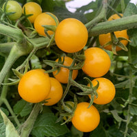 Süße traditionelle gelbe cherry tomatoes on vine