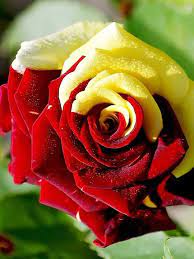 Heirloom gelb rot rose samen for garten lovers