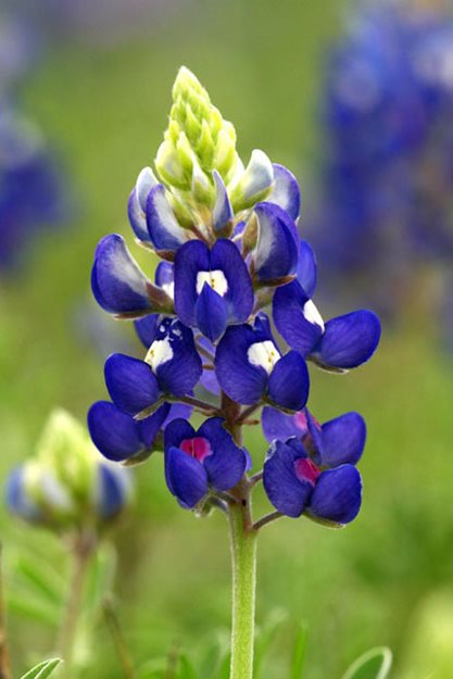 Texas Bluebonnet Blumensamen zur Aussaat leuchtend Blau Blüten für Ihren Garten
