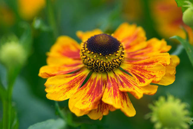 Helenium Blumensamen zur Aussaat lang Blüte Saison Traditionssorte & ohne Gentechnik Samen Hausgarten