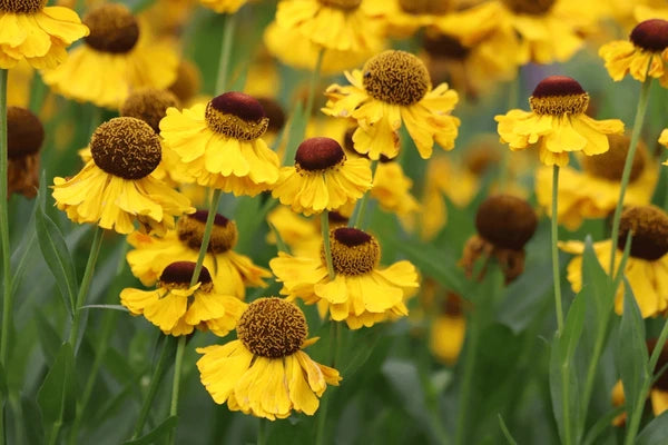Helenium Herbst Lollipop Blumensamen zur Aussaat Drought verträglich Traditionssorte & ohne Gentechnik Samen Hausgarten