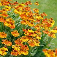 Helenium Blumensamen zur Aussaat lang Blüte Saison Traditionssorte & ohne Gentechnik Samen Hausgarten