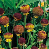 Yellow and red dogtooth daisy blooms grown from Helenium puberulum Samen
