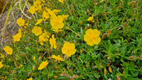 Helianthemum Blumensamen zur Aussaat leuchtend Blüten Traditionssorte & ohne Gentechnik Samen Hausgarten