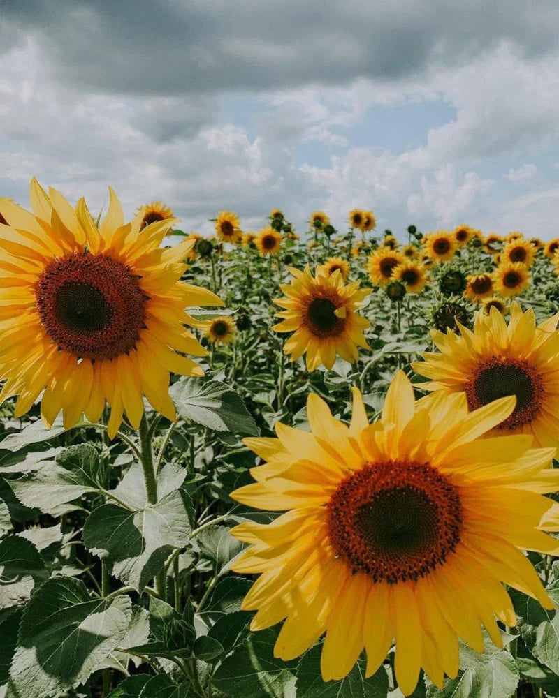 Jung helianthus seedlings wachsend from samen