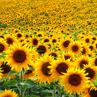 Gelb helianthus blumen in a sunny garten