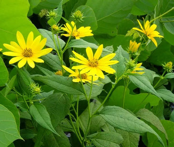 jerusalem artichoke sunchoke helianthus tuberosus yellow sunflower root vegetable samen