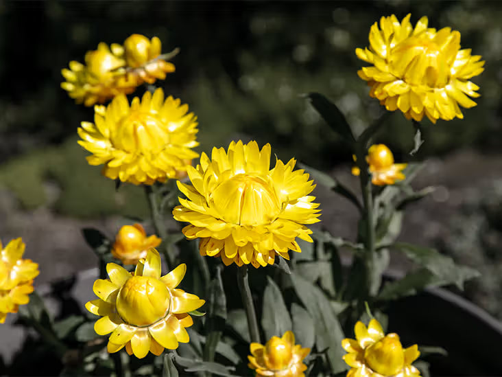 Helichrysum Blumensamen zur Aussaat ideal Rabatten Traditionssorte & ohne Gentechnik Samen Hausgarten