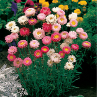 MultiColour Helichrysum Bracteatum Blumensamen zur Aussaat Landhaus Garten wichtig Traditionssorte & ohne Gentechnik Samen Hausgarten