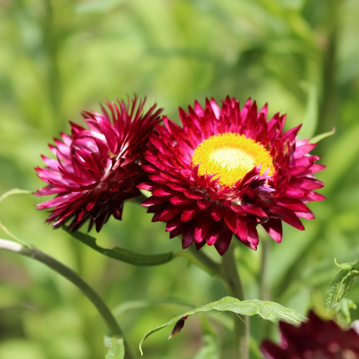 Gemischt Helichrysum Blumensamen zur Aussaat