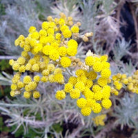 Traditionssorte Immortelle Blumensamen zur Aussaat Halbschatten verträglich Traditionssorte & ohne Gentechnik Samen Hausgarten