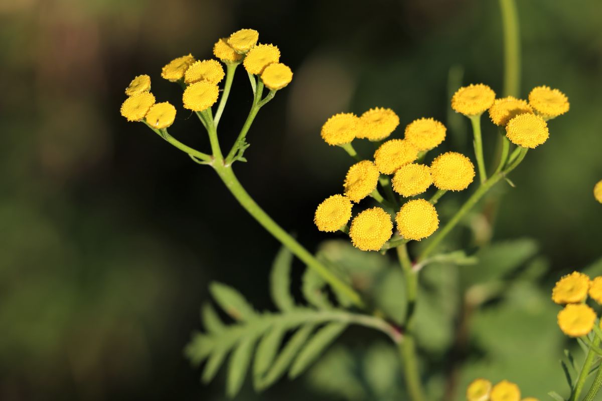 Helichrysum blume samen for anpflanzung perfect for borders heirloom & gmo free samen for home garten 
 
 sale for anpflanzung in home garten
