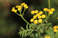 Helichrysum blume samen for anpflanzung perfect for borders heirloom & gmo free samen for home garten 
 
 sale for anpflanzung in home garten