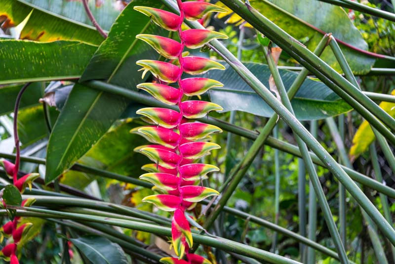 Heliconia Blumensamen zur Aussaat robust Sorte Traditionssorte & ohne Gentechnik Samen Hausgarten