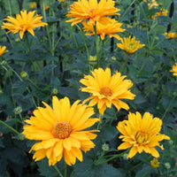 Gelb heliopsis blumen along garten borders