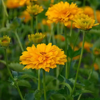 Heliopsis pflanze wachsend in full sunlight