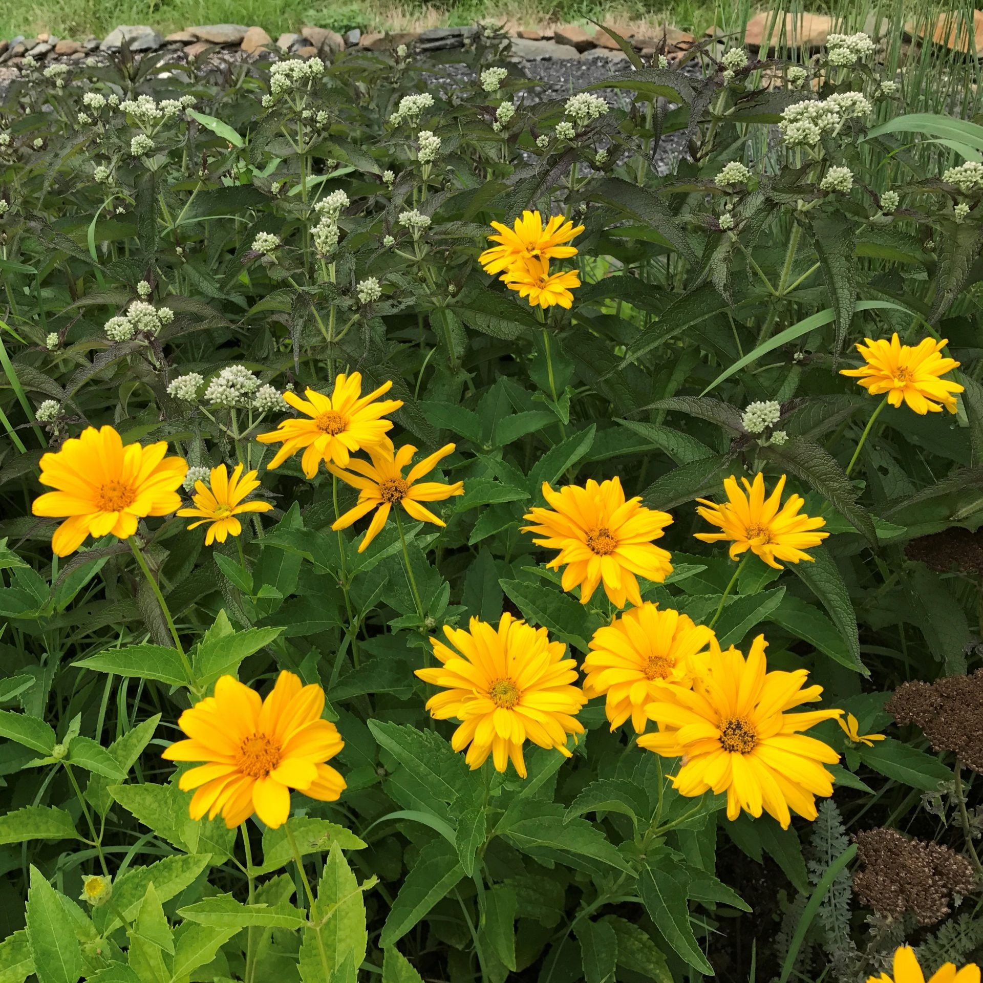 Gelb Heliopsis Blumensamen zur Aussaat Garten beliebt Traditionssorte & ohne Gentechnik Samen Hausgarten