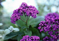 Lila Heliotrope Blumensamen zur Aussaat – leuchtend – Traditionssorte & ohne Gentechnik Samen Hausgarten