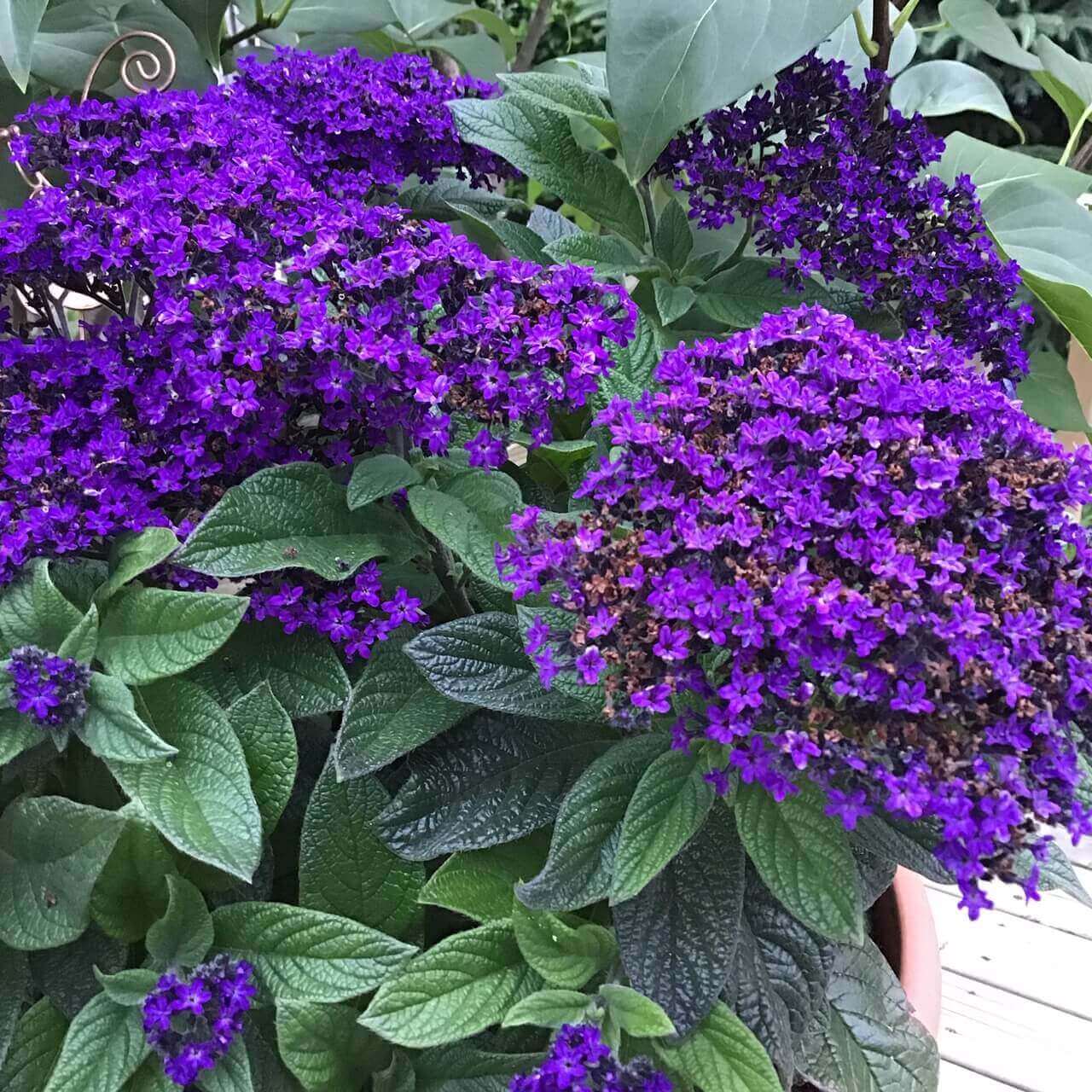 Heliotrope Marine Blumensamen zur Aussaat ideal Rabatten Traditionssorte & ohne Gentechnik Samen Hausgarten