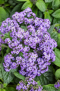 Lila Heliotrope Blumensamen zur Aussaat – leuchtend – Traditionssorte & ohne Gentechnik Samen Hausgarten
