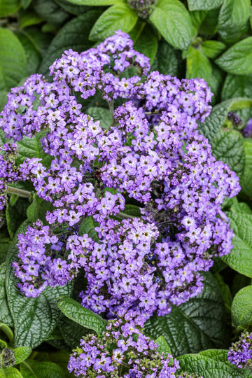 Lila Heliotrope Blumensamen zur Aussaat – leuchtend – Traditionssorte & ohne Gentechnik Samen Hausgarten