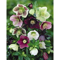 Lenzrosen Samen Helleborus fuer Garten