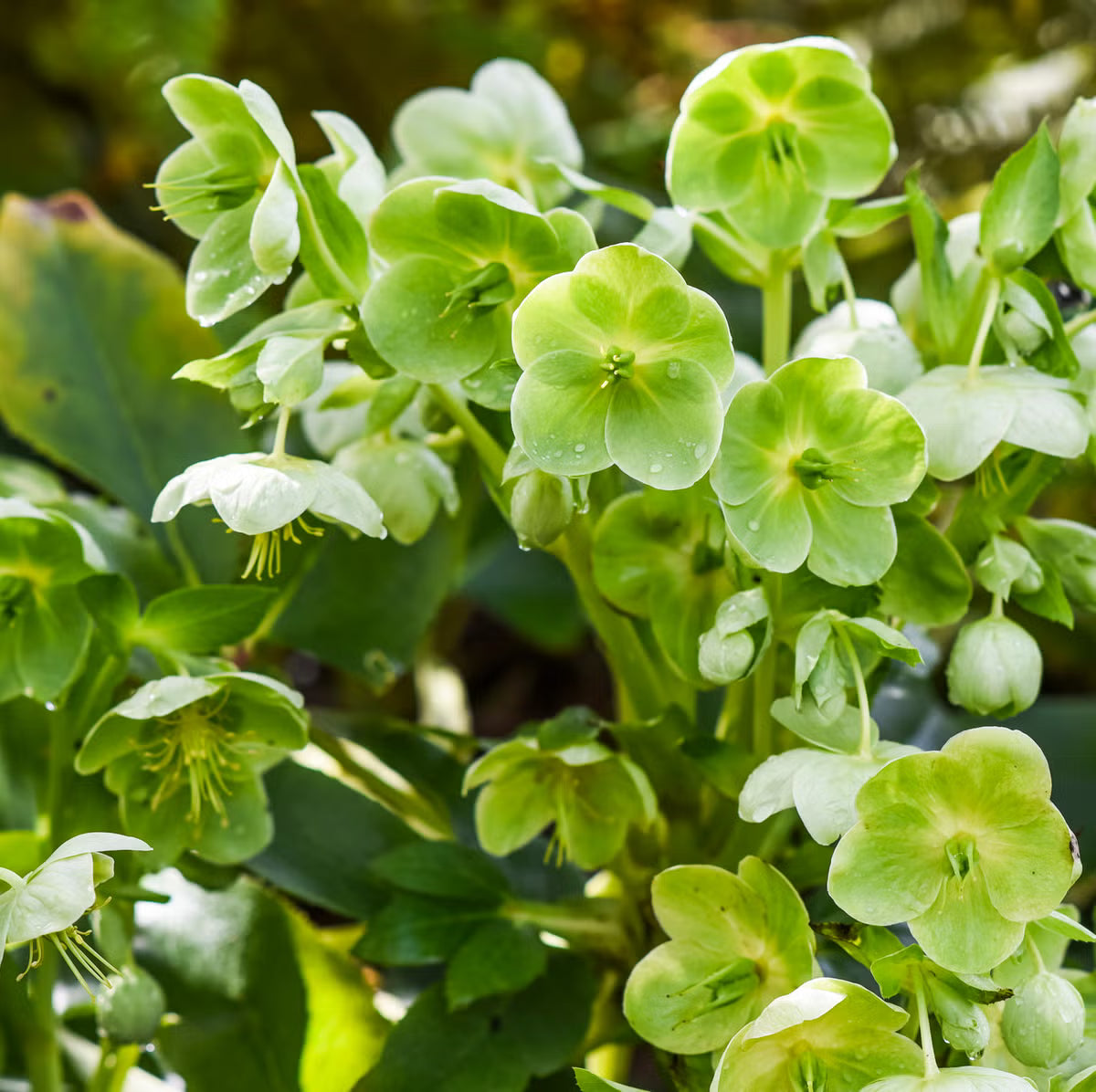 hell Grün Hortensie Blumensamen zur Aussaat – Bestäuber freundlich – Traditionssorte & ohne Gentechnik Samen Hausgarten