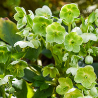 hell Grün Hortensie Blumensamen zur Aussaat – Bestäuber freundlich – Traditionssorte & ohne Gentechnik Samen Hausgarten