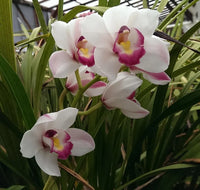 Weiß Mischung Cymbidium Maxillaria Blumensamen zur Aussaat sonnenliebend Traditionssorte & ohne Gentechnik Samen Hausgarten