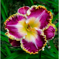 Violett Hemerocallis Blumensamen zur Aussaat Anzucht Traditionssorte & ohne Gentechnik Samen Hausgarten