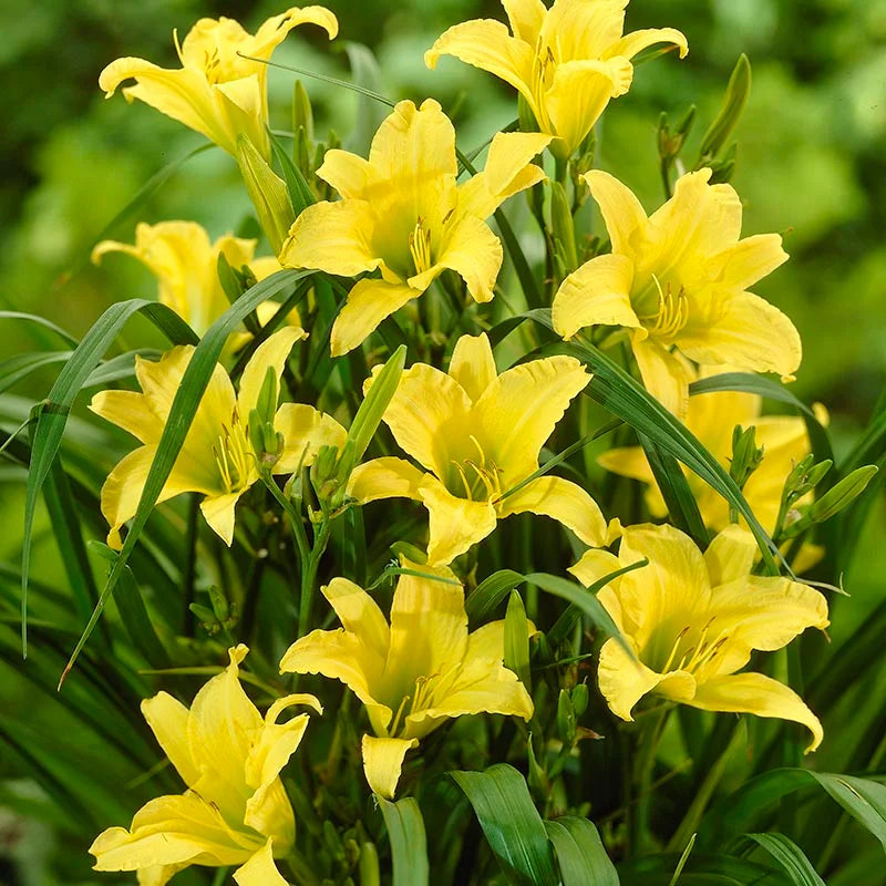 Daylily (daylily blume) samen for anpflanzung in home garten