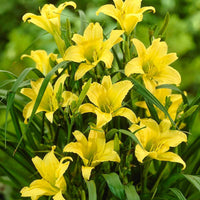 Daylily (daylily blume) samen for anpflanzung in home garten