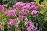 Packet of Hemp Agrimony Blume Samen for Aussaat