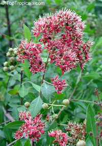 Henna flowering shrub Samen
