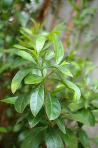 Henna Samen Aussaat and germination guide