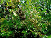 Henna white Blumen grown from Samen attracting pollinators