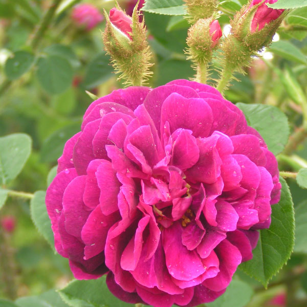 Rosa Miniature Rose Samen zur Aussaat Schnitt Blume beliebt Traditionssorte & ohne Gentechnik Samen Hausgarten